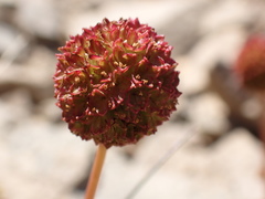 Acaena glabra