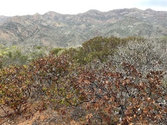 Arctostaphylos insularis