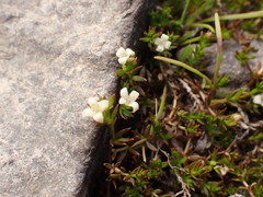 Galium perpusillum