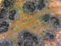 Trabutia quercina