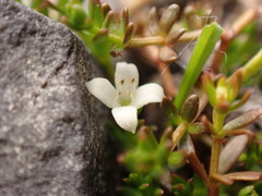 Galium perpusillum