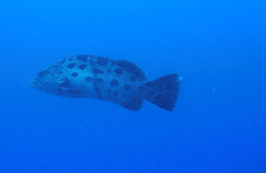 Epinephelus tukula