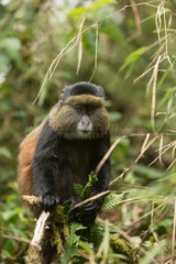 Cercopithecus mitis kandti