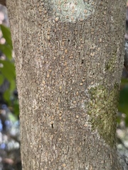 Elaeodendron melanocarpum