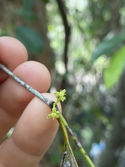 Elaeodendron melanocarpum