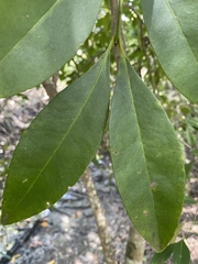 Elaeodendron melanocarpum