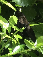 Papilio demetrius