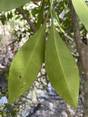 Elaeodendron melanocarpum