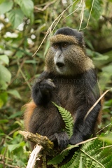 Cercopithecus mitis kandti