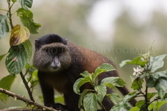 Cercopithecus mitis kandti