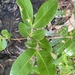 Wrinkle Pod Mangrove - Photo (c) ryanthughes, some rights reserved (CC BY-NC)