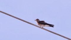 Stelgidopteryx serripennis ridgwayi