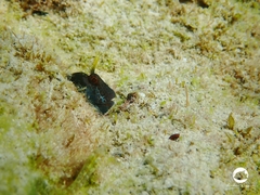 Parablennius postoculomaculatus