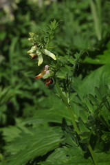 Vicia balansae