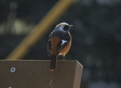 Phoenicurus auroreus