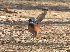Phoenicurus auroreus