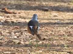 Phoenicurus auroreus