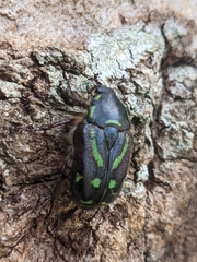 Chlorobapta frontalis