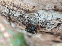 Chlorobapta frontalis