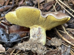 Suillus quiescens