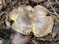 Suillus quiescens