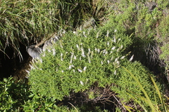 Veronica parviflora