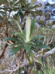 Macrolearia oporina