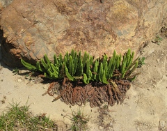 Polystichum lemmonii