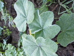 Malva subovata