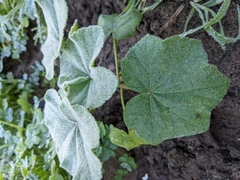Malva subovata