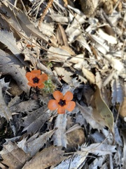 Drosera hyperostigma