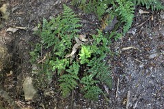Asplenium hookerianum