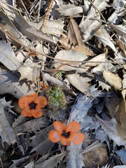 Drosera hyperostigma