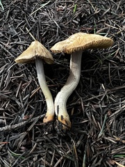 Inocybe picrosma