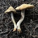 Inocybe picrosma - Photo no rights reserved, uploaded by Sigrid Jakob