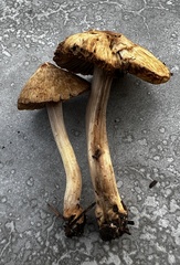 Inocybe picrosma