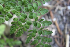 Asplenium hookerianum