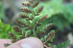 Asplenium hookerianum