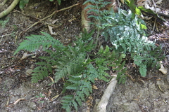 Asplenium appendiculatum