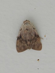 Barasa cymatistis