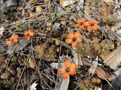 Drosera hyperostigma