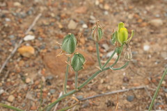 Albuca aurea