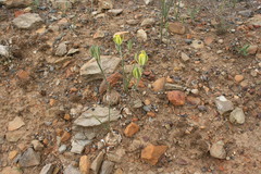 Albuca aurea