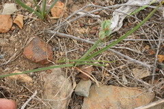 Albuca aurea