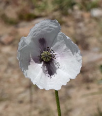 Papaver albiflorum