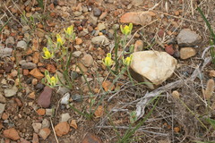 Albuca aurea