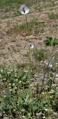 Papaver albiflorum