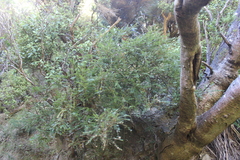 Sophora molloyi