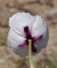 Papaver albiflorum