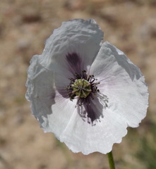 Papaver albiflorum